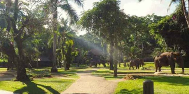 Elephant Ride Tour at Mason Elephant Park