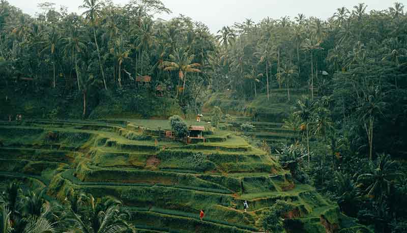 Tegalalang Rice Terraces in Ubud, Location and Ticket Price