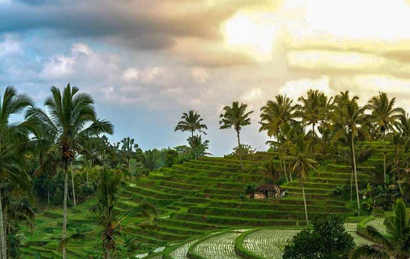 Jatiluwih of Terraced Rice Fields Tourism Object