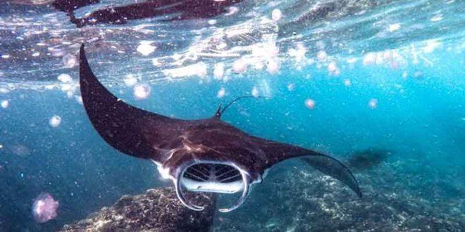 Nusa Penida Snorkeling with Manta Rays