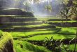 What to do at Tegalalang Rice Terrace