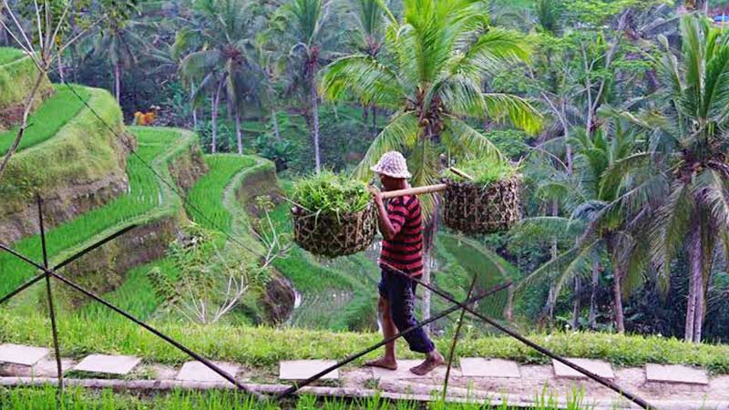 What to do at Tegalalang Rice Terrace